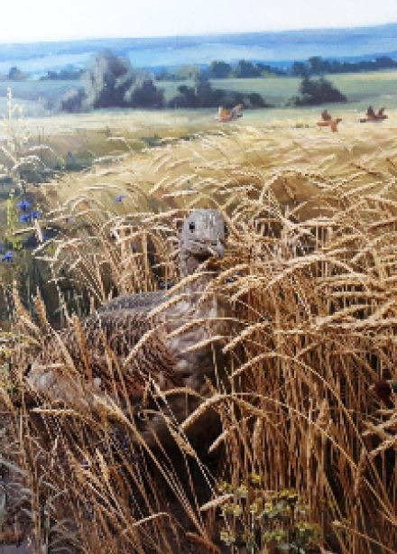 Крылья, клювы и хвосты. Квест