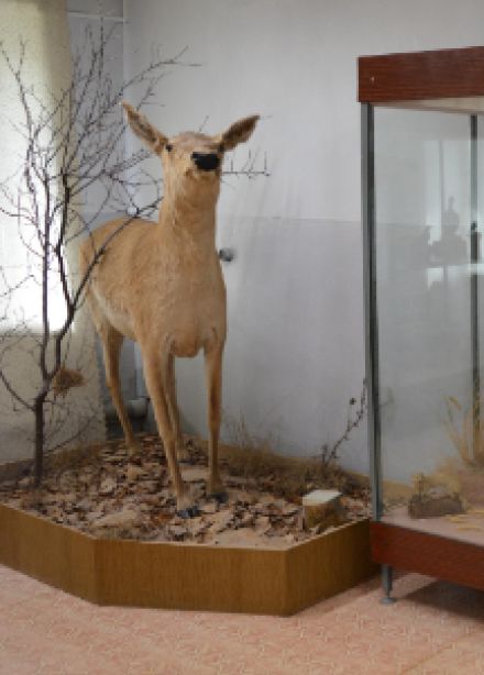 Уголки природы чудной. Экскурсия