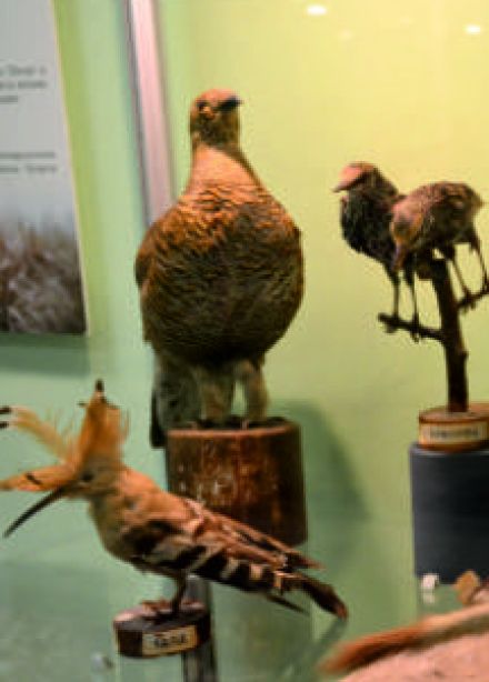 Многоликая степь. Экскурсия