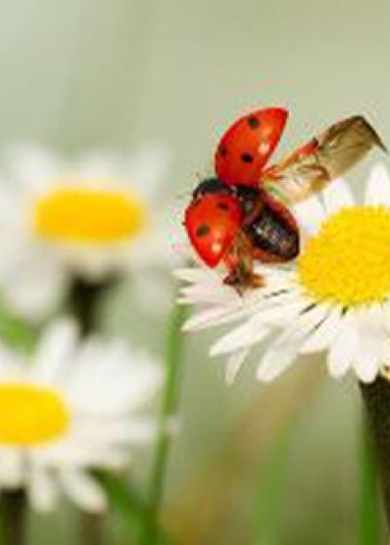 Видеть, слушать, чувствовать природу. Экологический квиз